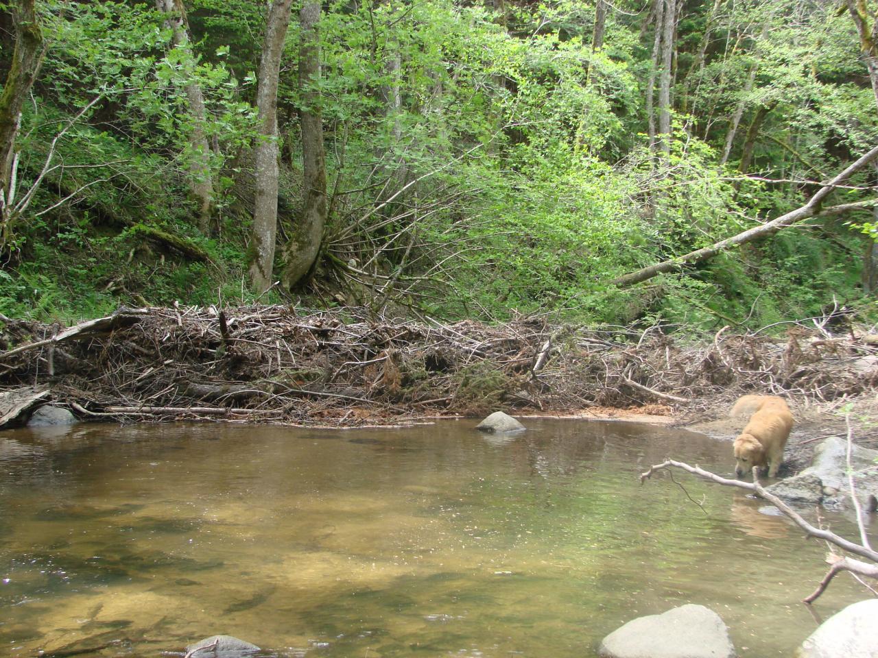 Visite technique de la rivière AUZE le 21/05/2014