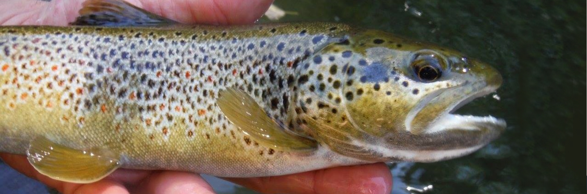 peche truite 43